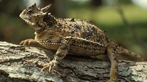 photo de lézard cornu fournie par le Département de la vie sauvage et des parcs du Texas